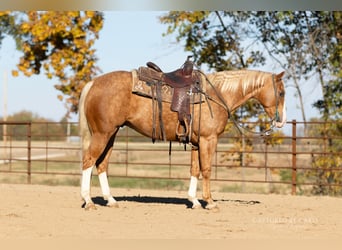 American Quarter Horse, Wallach, 5 Jahre, 150 cm, Palomino