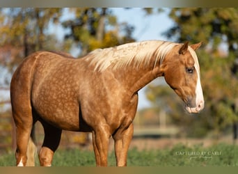 American Quarter Horse, Wallach, 5 Jahre, 150 cm, Palomino