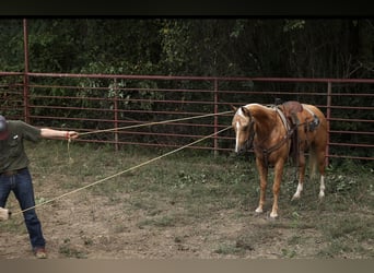 American Quarter Horse, Wallach, 5 Jahre, 150 cm, Palomino