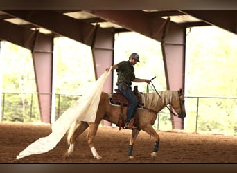 American Quarter Horse, Wallach, 5 Jahre, 150 cm, Palomino