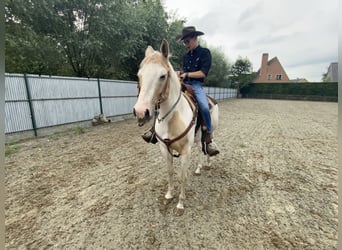 American Quarter Horse, Wallach, 5 Jahre, 150 cm, Palomino