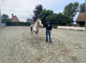 American Quarter Horse, Wallach, 5 Jahre, 150 cm, Palomino