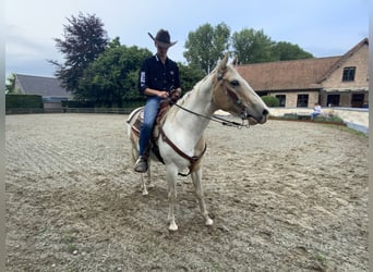 American Quarter Horse, Wallach, 5 Jahre, 150 cm, Palomino