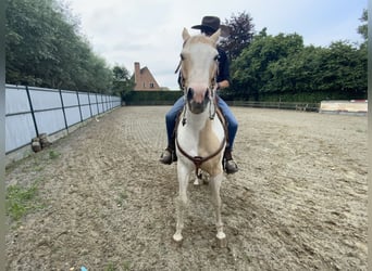 American Quarter Horse, Wallach, 5 Jahre, 150 cm, Palomino