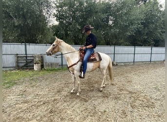 American Quarter Horse, Wallach, 5 Jahre, 150 cm, Palomino