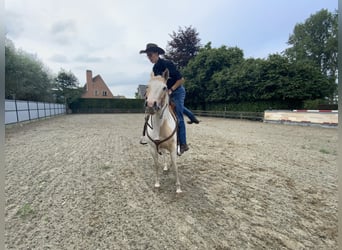 American Quarter Horse, Wallach, 5 Jahre, 150 cm, Palomino