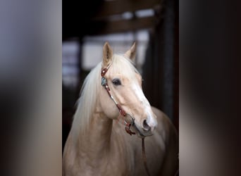 American Quarter Horse Mix, Wallach, 5 Jahre, 150 cm, Palomino