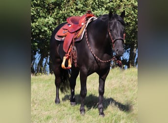 American Quarter Horse Mix, Wallach, 5 Jahre, 150 cm, Rappe