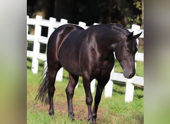 American Quarter Horse Mix, Wallach, 5 Jahre, 150 cm, Rappe