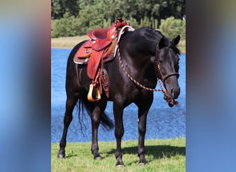 American Quarter Horse Mix, Wallach, 5 Jahre, 150 cm, Rappe