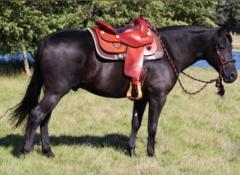American Quarter Horse Mix, Wallach, 5 Jahre, 150 cm, Rappe