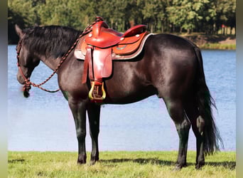 American Quarter Horse Mix, Wallach, 5 Jahre, 150 cm, Rappe