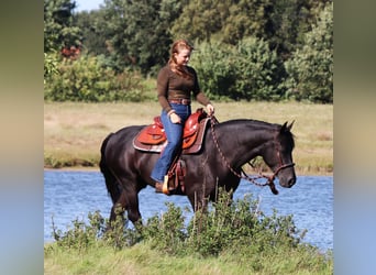 American Quarter Horse Mix, Wallach, 5 Jahre, 150 cm, Rappe
