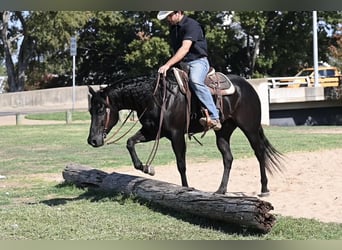 American Quarter Horse, Wallach, 5 Jahre, 150 cm, Rappe