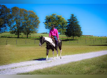 American Quarter Horse, Wallach, 5 Jahre, 150 cm, Rappe