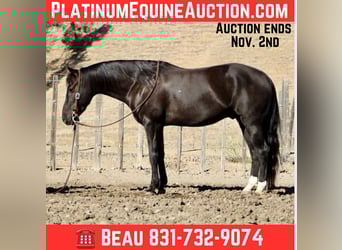 American Quarter Horse, Wallach, 5 Jahre, 150 cm, Rappe