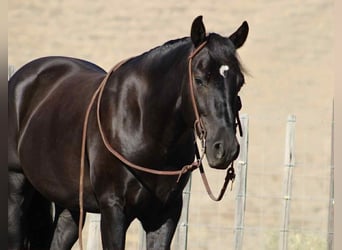 American Quarter Horse, Wallach, 5 Jahre, 150 cm, Rappe