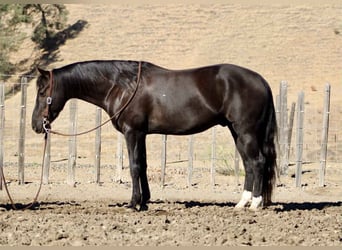 American Quarter Horse, Wallach, 5 Jahre, 150 cm, Rappe