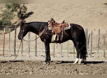 American Quarter Horse, Wallach, 5 Jahre, 150 cm, Rappe