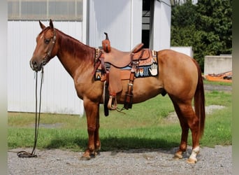 American Quarter Horse, Wallach, 5 Jahre, 150 cm, Red Dun