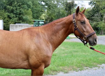 American Quarter Horse, Wallach, 5 Jahre, 150 cm, Red Dun