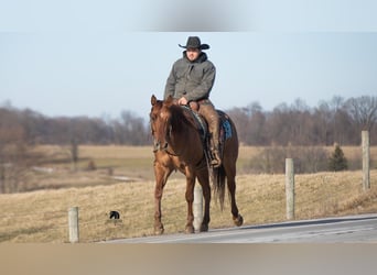 American Quarter Horse, Wallach, 5 Jahre, 150 cm, Red Dun