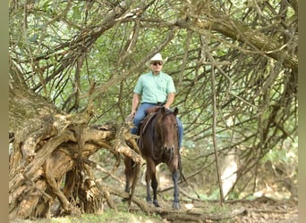 American Quarter Horse, Wallach, 5 Jahre, 150 cm, Roan-Bay