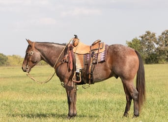 American Quarter Horse, Wallach, 5 Jahre, 150 cm, Roan-Bay
