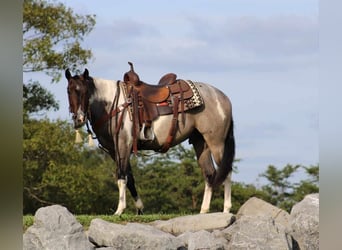 American Quarter Horse Mix, Wallach, 5 Jahre, 150 cm, Roan-Bay