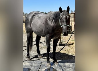 American Quarter Horse, Wallach, 5 Jahre, 150 cm, Roan-Blue