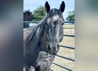 American Quarter Horse, Wallach, 5 Jahre, 150 cm, Roan-Blue