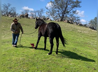 American Quarter Horse, Wallach, 5 Jahre, 150 cm, Roan-Blue
