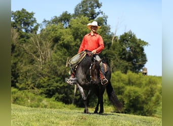 American Quarter Horse, Wallach, 5 Jahre, 150 cm, Roan-Blue