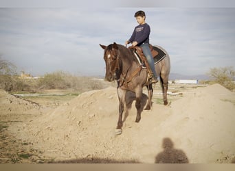 American Quarter Horse, Wallach, 5 Jahre, 150 cm, Roan-Red