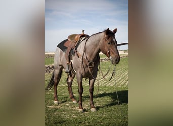 American Quarter Horse, Wallach, 5 Jahre, 150 cm, Roan-Red