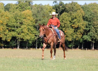 American Quarter Horse, Wallach, 5 Jahre, 150 cm, Roan-Red