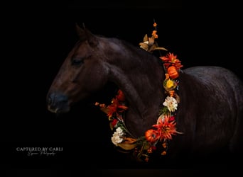 American Quarter Horse, Wallach, 5 Jahre, 150 cm, Roan-Red