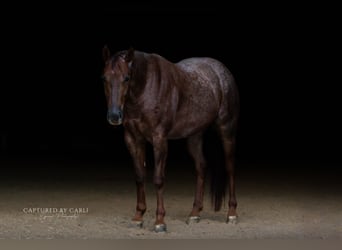 American Quarter Horse, Wallach, 5 Jahre, 150 cm, Roan-Red