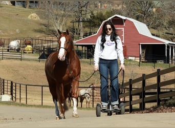American Quarter Horse, Wallach, 5 Jahre, 150 cm, Roan-Red