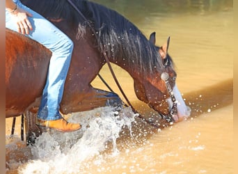 American Quarter Horse, Wallach, 5 Jahre, 150 cm, Rotbrauner