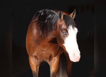 American Quarter Horse, Wallach, 5 Jahre, 150 cm, Rotbrauner