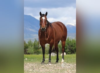 American Quarter Horse, Wallach, 5 Jahre, 150 cm, Rotbrauner