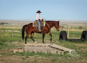 American Quarter Horse, Wallach, 5 Jahre, 150 cm, Rotbrauner