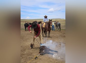 American Quarter Horse, Wallach, 5 Jahre, 150 cm, Rotbrauner