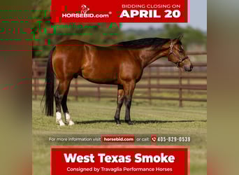 American Quarter Horse, Wallach, 5 Jahre, 150 cm, Rotbrauner