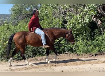 American Quarter Horse, Wallach, 5 Jahre, 150 cm, Rotbrauner