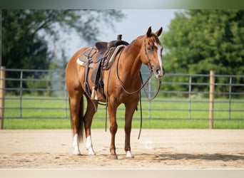 American Quarter Horse, Wallach, 5 Jahre, 150 cm, Rotfuchs