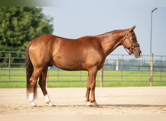 American Quarter Horse, Wallach, 5 Jahre, 150 cm, Rotfuchs