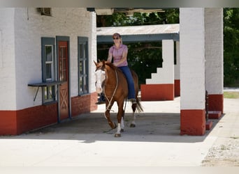 American Quarter Horse Mix, Wallach, 5 Jahre, 150 cm, Rotfuchs