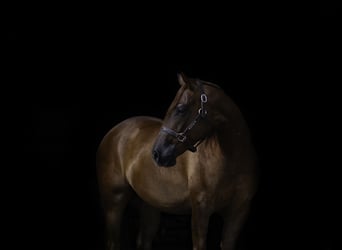 American Quarter Horse, Wallach, 5 Jahre, 150 cm, Rotfuchs